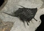 Rare, Stalked-Eyed Cybele Trilobite - Norway #6467-1